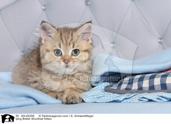 liegendes Britisch Kurzhaar Ktzchen / lying British Shorthair Kitten / SS-40256