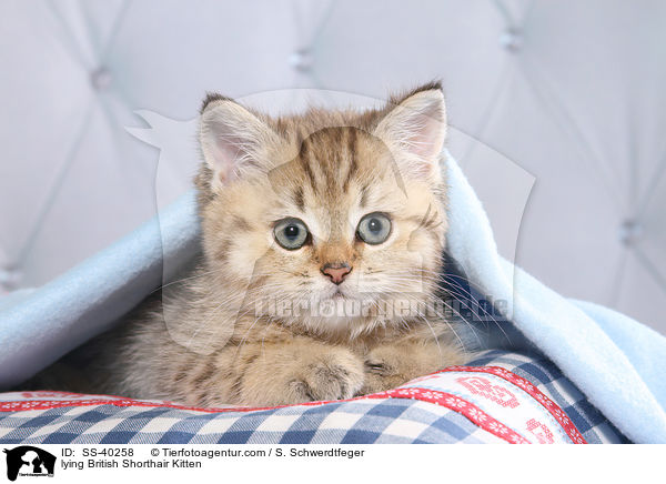 liegendes Britisch Kurzhaar Ktzchen / lying British Shorthair Kitten / SS-40258