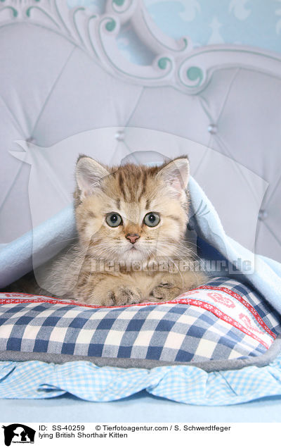 liegendes Britisch Kurzhaar Ktzchen / lying British Shorthair Kitten / SS-40259