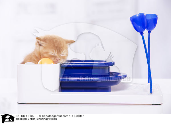 schlafendes Britisch Kurzhaar Ktzchen / sleeping British Shorthair Kitten / RR-68102