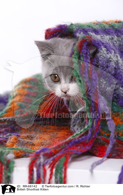 Britisch Kurzhaar Ktzchen / British Shorthair Kitten / RR-68142