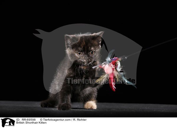 Britisch Kurzhaar Ktzchen / British Shorthair Kitten / RR-69598