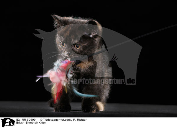 Britisch Kurzhaar Ktzchen / British Shorthair Kitten / RR-69599