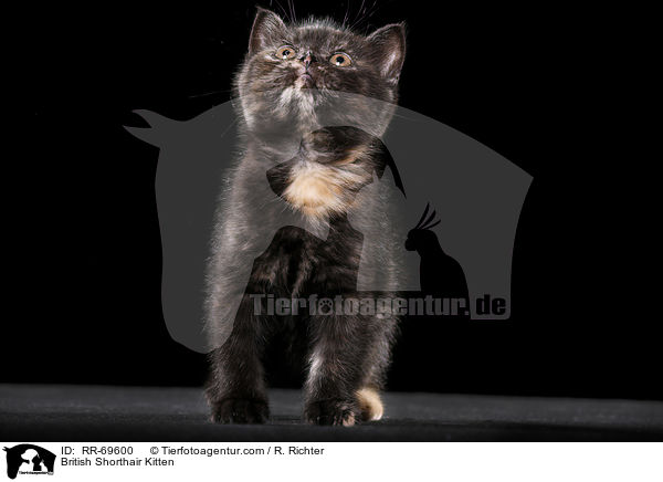 Britisch Kurzhaar Ktzchen / British Shorthair Kitten / RR-69600
