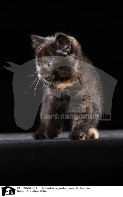 Britisch Kurzhaar Ktzchen / British Shorthair Kitten / RR-69601