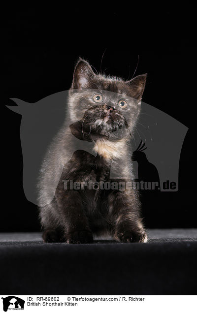 Britisch Kurzhaar Ktzchen / British Shorthair Kitten / RR-69602