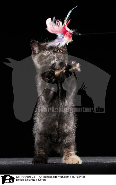 Britisch Kurzhaar Ktzchen / British Shorthair Kitten / RR-69603