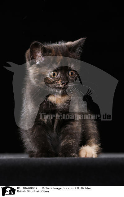 Britisch Kurzhaar Ktzchen / British Shorthair Kitten / RR-69607