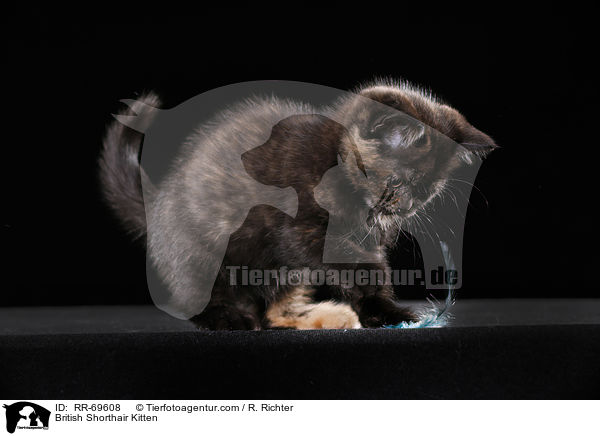 Britisch Kurzhaar Ktzchen / British Shorthair Kitten / RR-69608