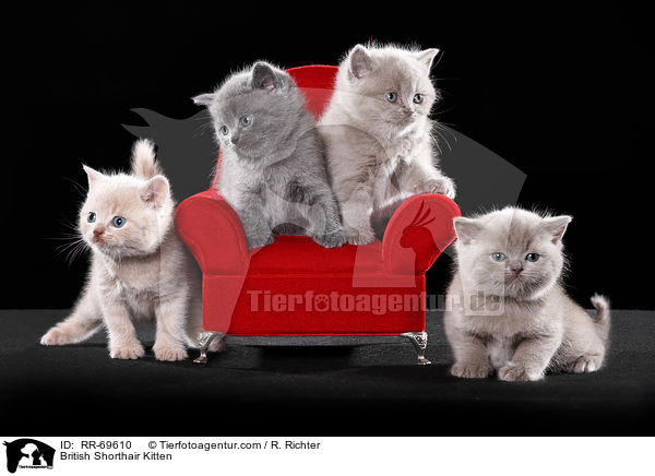 Britisch Kurzhaar Ktzchen / British Shorthair Kitten / RR-69610
