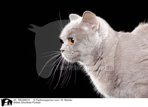 Britisch Kurzhaar Portrait / British Shorthair Portrait / RR-69619