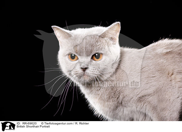 Britisch Kurzhaar Portrait / British Shorthair Portrait / RR-69620