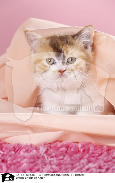 Britisch Kurzhaar Ktzchen / British Shorthair Kitten / RR-69636