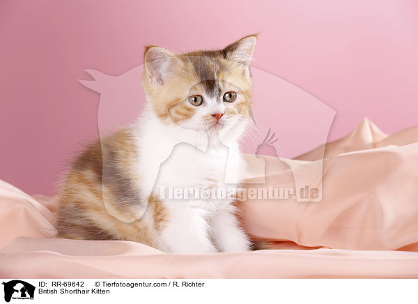 Britisch Kurzhaar Ktzchen / British Shorthair Kitten / RR-69642