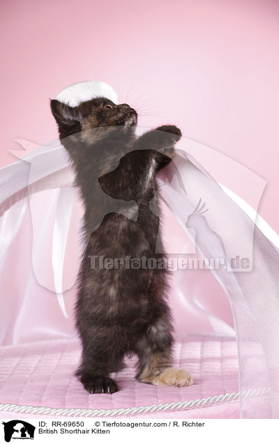 Britisch Kurzhaar Ktzchen / British Shorthair Kitten / RR-69650