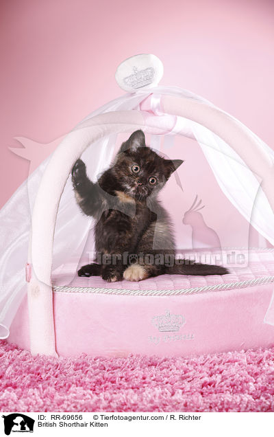 Britisch Kurzhaar Ktzchen / British Shorthair Kitten / RR-69656