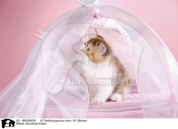 Britisch Kurzhaar Ktzchen / British Shorthair Kitten / RR-69659