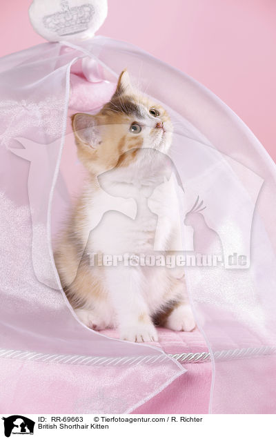 British Shorthair Kitten / RR-69663