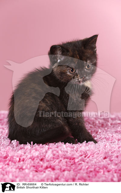 Britisch Kurzhaar Ktzchen / British Shorthair Kitten / RR-69664