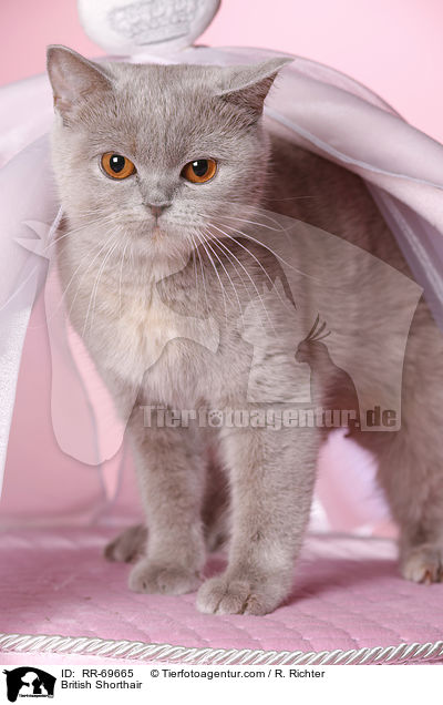 Britisch Kurzhaar / British Shorthair / RR-69665