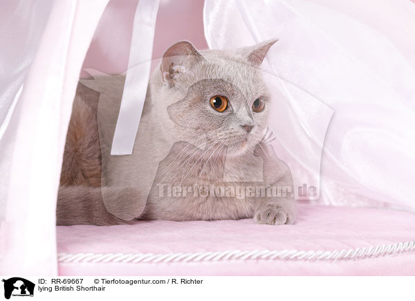 liegende Britisch Kurzhaar / lying British Shorthair / RR-69667
