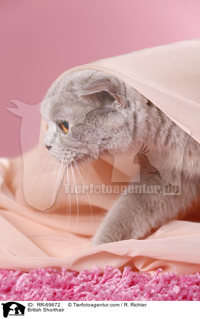 Britisch Kurzhaar / British Shorthair / RR-69672