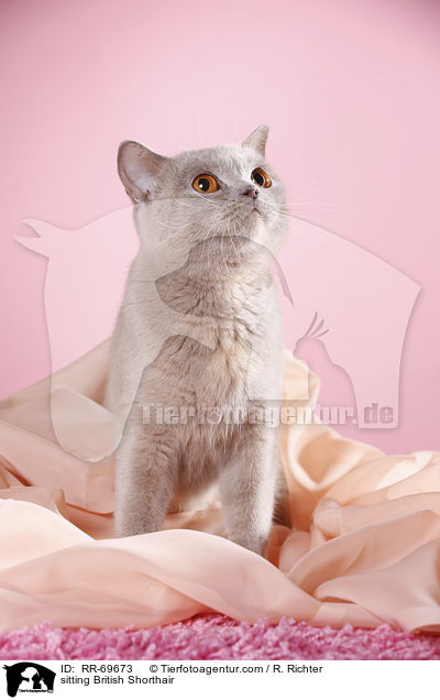 sitzende Britisch Kurzhaar / sitting British Shorthair / RR-69673