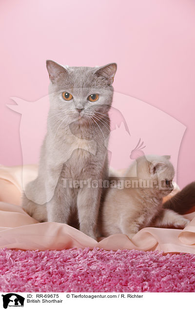 Britisch Kurzhaar / British Shorthair / RR-69675