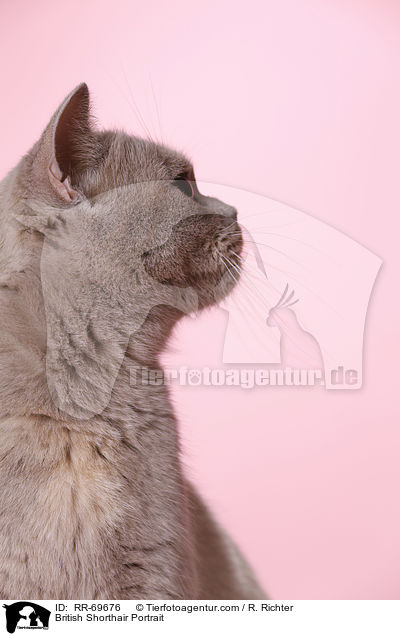 Britisch Kurzhaar Portrait / British Shorthair Portrait / RR-69676