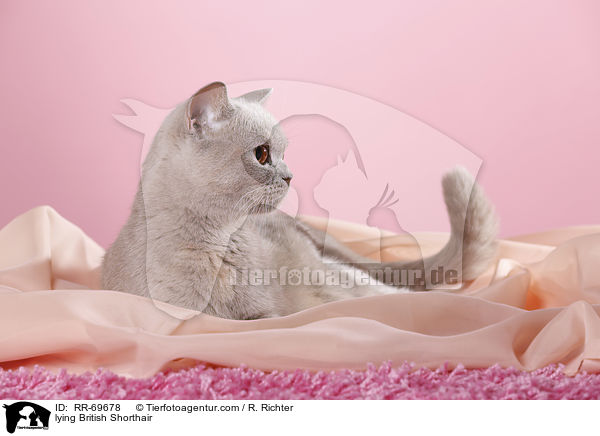 liegende Britisch Kurzhaar / lying British Shorthair / RR-69678