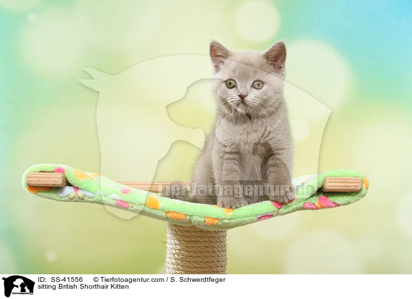 sitzendes Britisch Kurzhaar Ktzchen / sitting British Shorthair Kitten / SS-41556