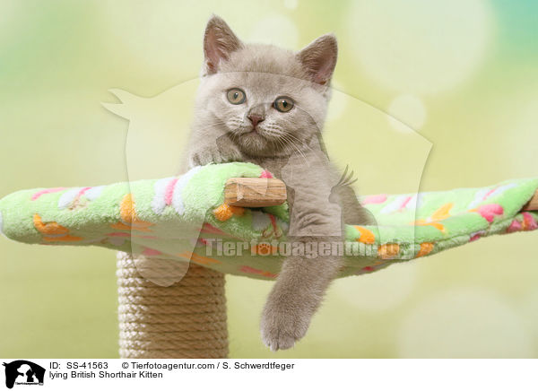 liegendes Britisch Kurzhaar Ktzchen / lying British Shorthair Kitten / SS-41563