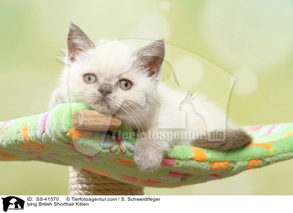 liegendes Britisch Kurzhaar Ktzchen / lying British Shorthair Kitten / SS-41570