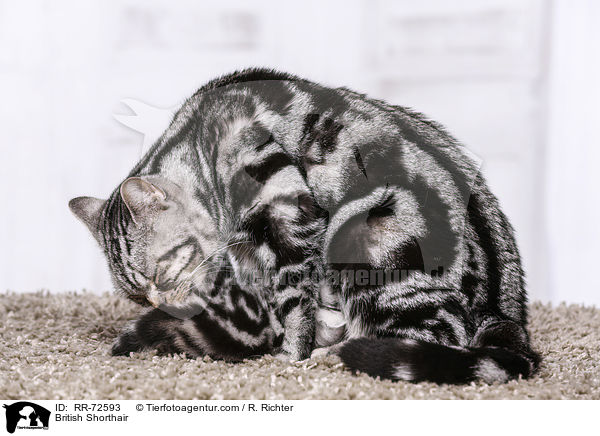 Britisch Kurzhaar / British Shorthair / RR-72593