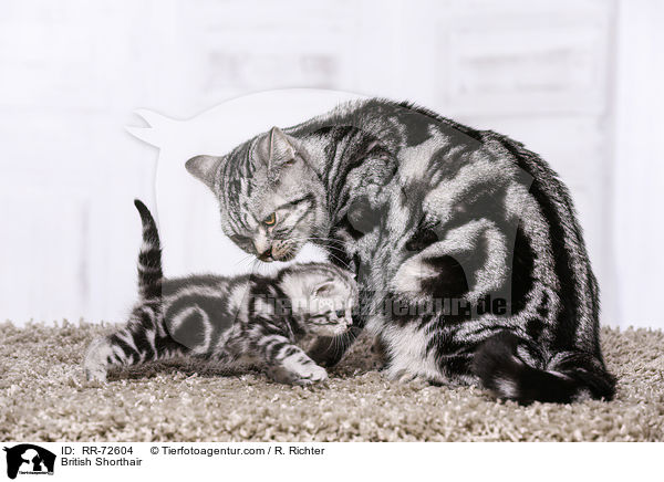 Britisch Kurzhaar / British Shorthair / RR-72604