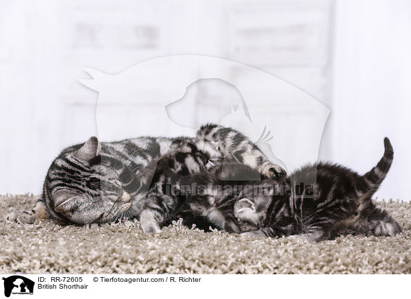 Britisch Kurzhaar / British Shorthair / RR-72605