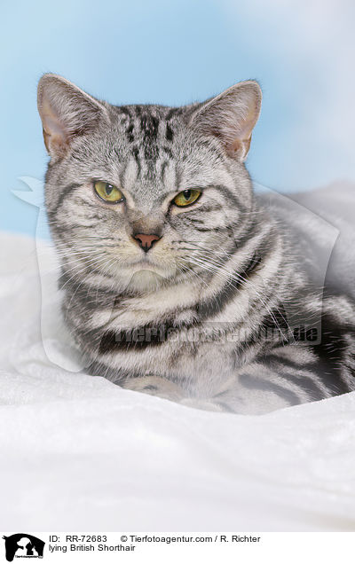 liegende Britisch Kurzhaar / lying British Shorthair / RR-72683