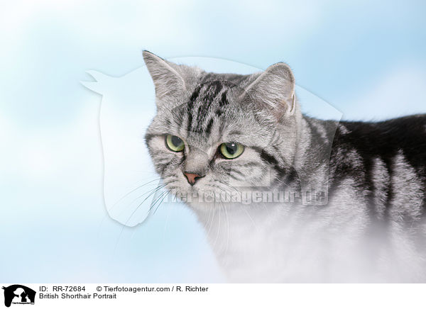 Britisch Kurzhaar Portrait / British Shorthair Portrait / RR-72684