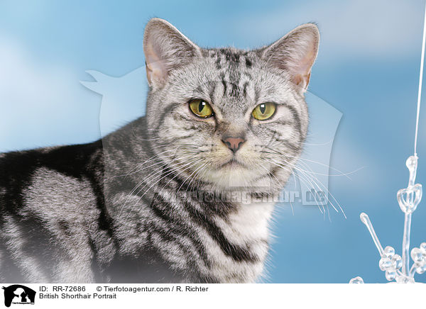 Britisch Kurzhaar Portrait / British Shorthair Portrait / RR-72686