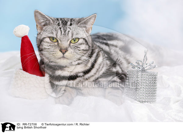 liegende Britisch Kurzhaar / lying British Shorthair / RR-72706