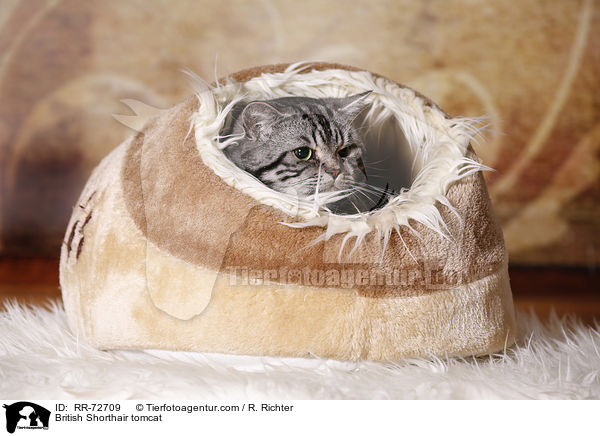 British Shorthair tomcat / RR-72709