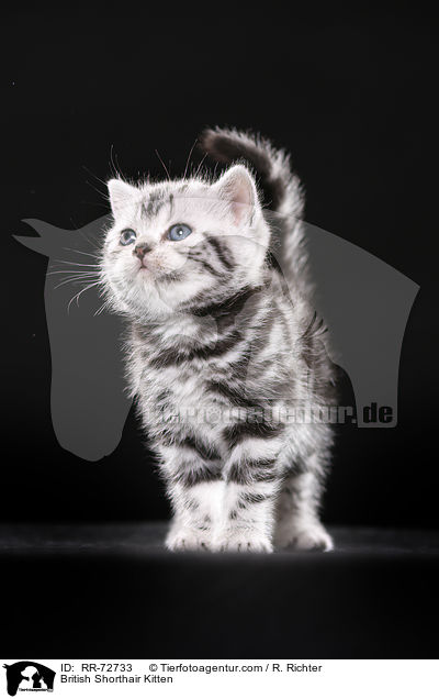 Britisch Kurzhaar Ktzchen / British Shorthair Kitten / RR-72733