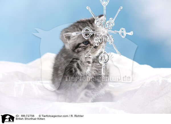 Britisch Kurzhaar Ktzchen / British Shorthair Kitten / RR-72756