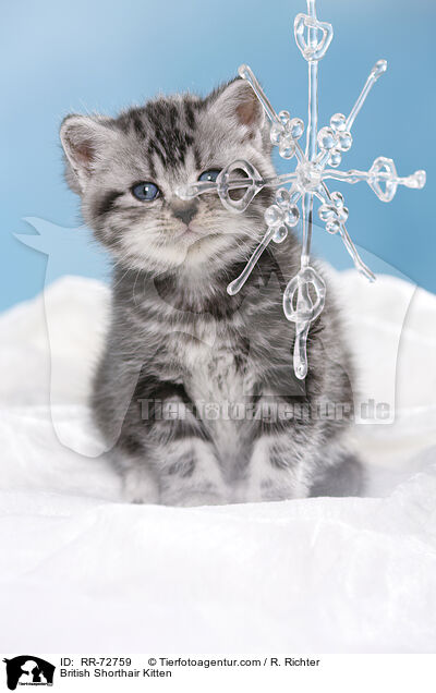 Britisch Kurzhaar Ktzchen / British Shorthair Kitten / RR-72759