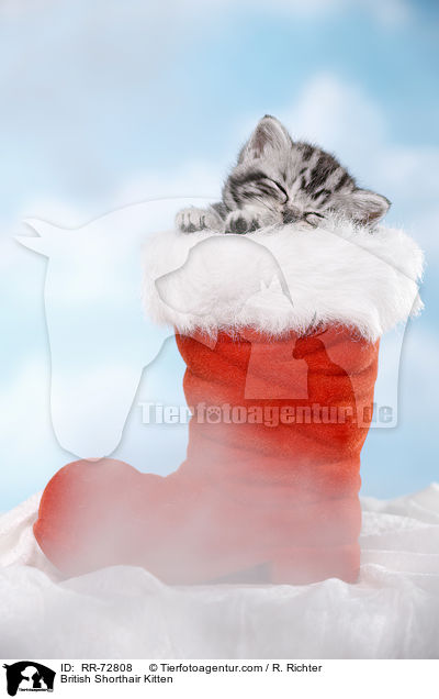 Britisch Kurzhaar Ktzchen / British Shorthair Kitten / RR-72808