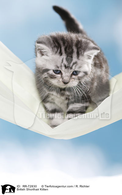 Britisch Kurzhaar Ktzchen / British Shorthair Kitten / RR-72830