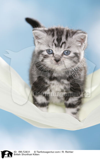 Britisch Kurzhaar Ktzchen / British Shorthair Kitten / RR-72831