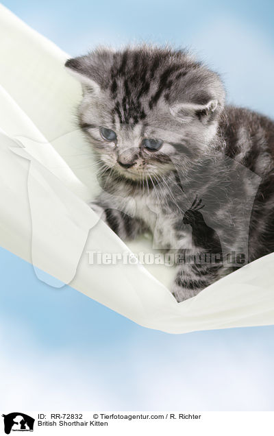 Britisch Kurzhaar Ktzchen / British Shorthair Kitten / RR-72832