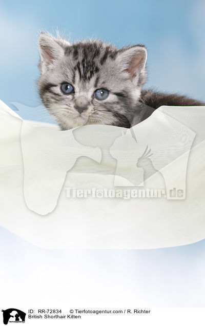 Britisch Kurzhaar Ktzchen / British Shorthair Kitten / RR-72834