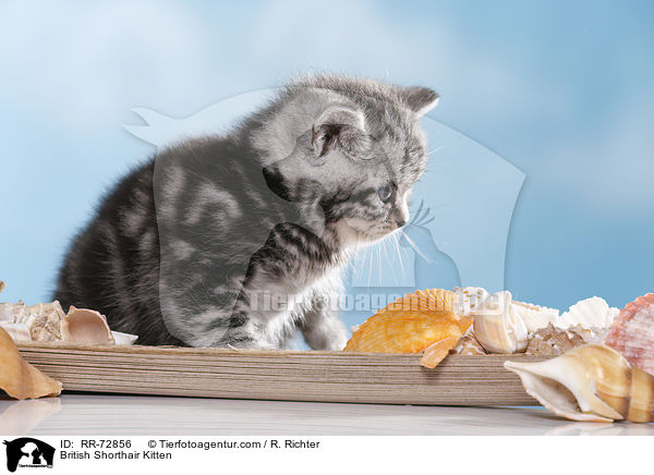 Britisch Kurzhaar Ktzchen / British Shorthair Kitten / RR-72856